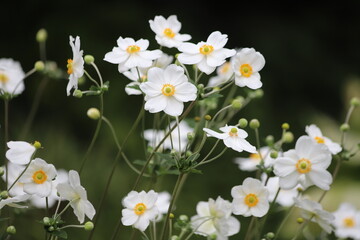 Anemone hupehensis. Closeup of japanese anemone, windflower.