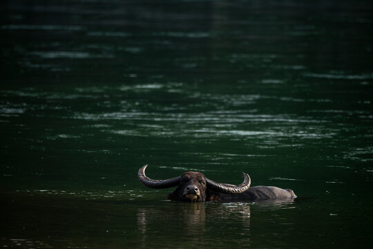 An adult wild water buffalo basks and wallows in the dark waters of Manas river at Royal Manas National Park, Bhutan