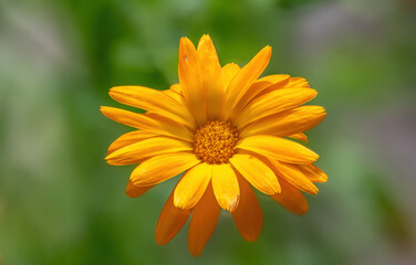 Flower of Calendula officinalis in the garden.