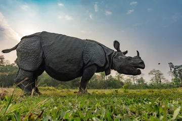 Gardinen Nashorn Fisheye perspective habitat image of an adult female greater one-horned rhino grazing at Bansbari range of Manas National Park, Assam, India  © Soumabrata Moulick