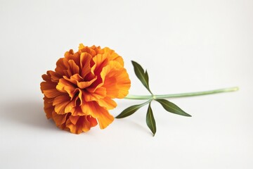 A bright orange marigold flower in full bloom with ruffled petals and a green stem, lying down against a plain, white background, showcasing its vibrant color and intricate details.