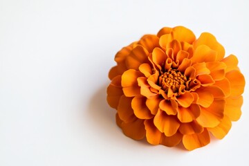 An orange marigold flower in full bloom, showing off its vibrant color and detailed ruffled petals, placed against a stark white backdrop, highlighting its beauty and freshness.