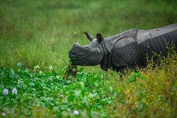 An adult female greater one-horned rhinoceros feeding on fresh water hyacinth at Manas National Park, Assam, India