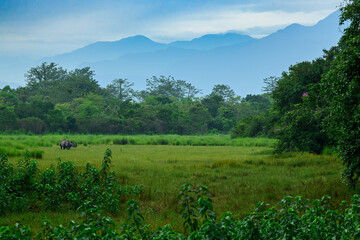 An adult male rhino grazing against a backdrop of Bhutan Himalayas during monsoon months at Manas National Park, Assam, India