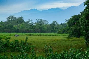 Gardinen Nashorn An adult male rhino grazing against a backdrop of Bhutan Himalayas during monsoon months at Manas National Park, Assam, India  © Soumabrata Moulick