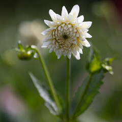 Dahlia's In Full Bloom At Dahlia Beach