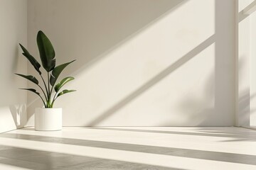 A white room with a potted plant in the corner