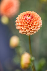 Dahlia's In Full Bloom At Dahlia Beach