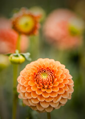 Dahlia's In Full Bloom At Dahlia Beach