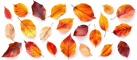 Obraz premium Flat lay of autumn leaves arranged on a white background top view with copyspace Isolated vibrant fall nature theme
