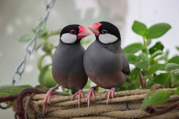 two little birds
