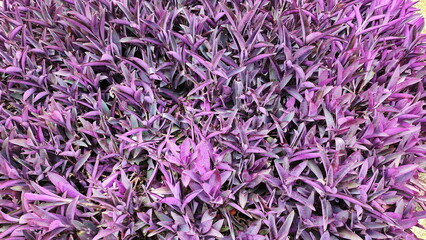 Tradescantia pallida is herbaceous creeping plant that covers the ground instead of grass. Purple Heart or Tradescantia Pallida (Rose) D.Hunt. The leaves are succulent, lanceolate or oblong in shape.
