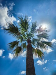 palm tree and blue sky