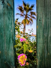 flowers on a fence