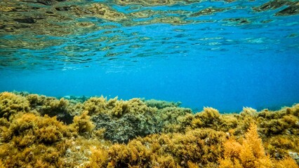 coral reef and blue sea