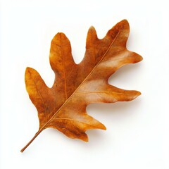 Naklejka premium Golden oak leaf resting on a light background, showcasing intricate details and textures