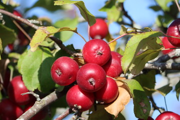 Sweden. Malus is a genus of about 32–57 species of small deciduous trees or shrubs in the family Rosaceae, including the domesticated orchard apple, crab apples and wild apples.   