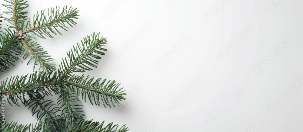Poster single fir branches on a white background minimalist christmas design. copy space image. place for a