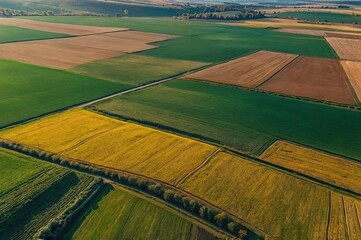 Abstraction agricultural area and green wavy fields in sunny day. 