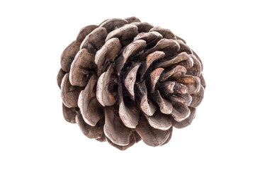 closeup pine cone isolated on white background