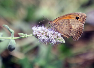 Dusky Meadow Brown butterfly. Hyponephele lycaon