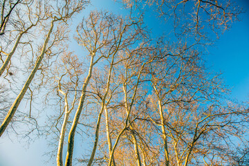 trees and blue sky  in the forest