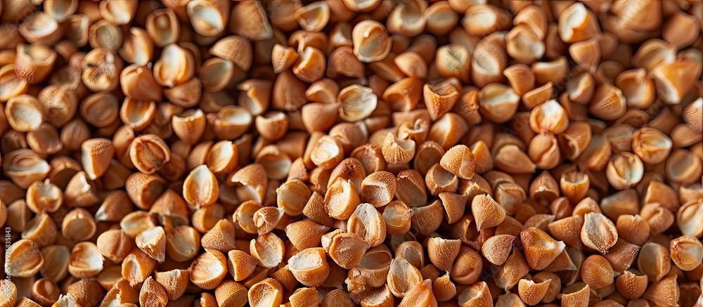 Poster fresh and dry buckwheat texture with copyspace macro shot