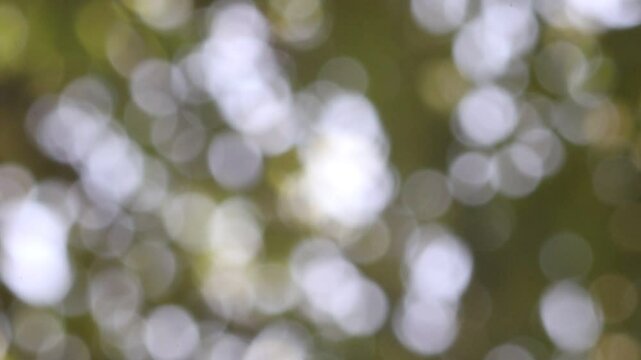 Gentle Bokeh of Green and White with Sunlight Through Trees