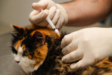 A cat came to the animal clinic for a check-up © Cavid