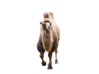 camel isolated on white background