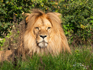 Portrait of a Lion sitting in the grass
