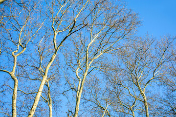 bare tree branches against sky
