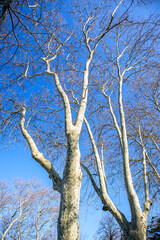 bare tree in winter