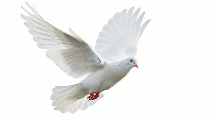 Fototapeta premium dove flying on white background