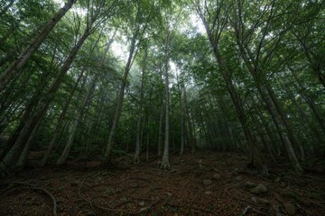 forest in the morning