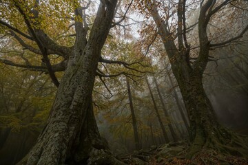 autumn in the forest
