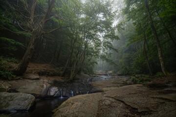 stream in the forest