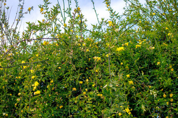 field of green leaves and yellow flowers