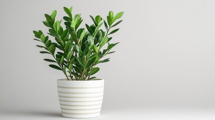 Obraz premium A vibrant Cacti Zamioculcas plant sits elegantly in a white ceramic pot, contributing to the modern, minimalist decor of a home office with a stylish gray backdrop