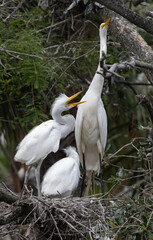 White Heron with chicks in the nest