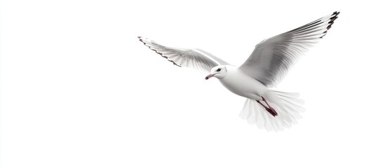 Fototapeta premium Seagull in Flight Against a White Background