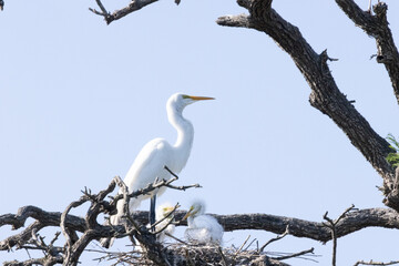 White Heron with chicks in the nest