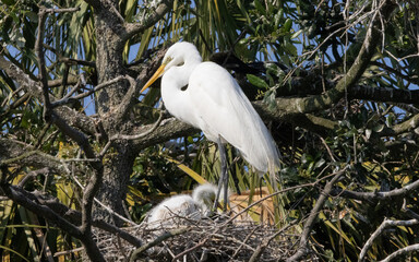 White Heron with chicks in the nest