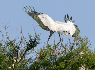 Wood Stork with wings spread