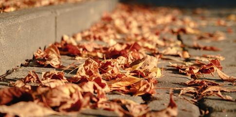 Autumn season atmosphere. Wind moves dry yellow fallen leaves lying on ground of park by curb. Low angle view close-up. Roadside by pavement. Sunny evening weather. Natural background. Fall concept