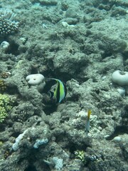 Underwater Scene - Tropical Seabed With Reef And Fish