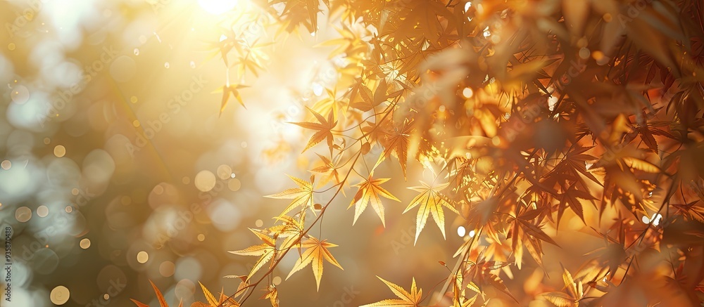 Poster autumn s yellow maple leaves illuminated by sunlight. copy space image. place for adding text and de