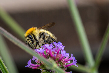 Eine seltene Mooshummel (Bombus muscorum) sitzt auf einer lila Blüte
