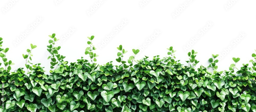 Poster green bush featuring heart shaped leaves set against a white background with a clipping path. copy s