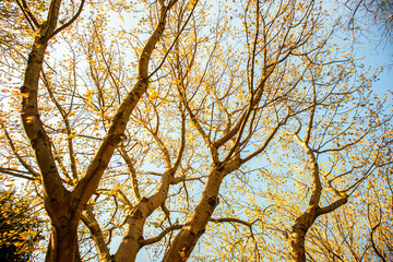 Fototapeta premium tree branches against sky